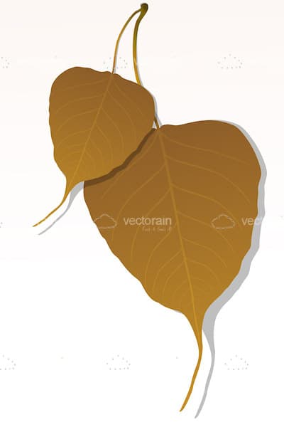 Pair of Brown Maple Leafs Pair of Brown Maple Leafs